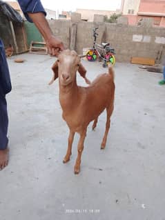 12-13 month female nonpermanent goat for sale