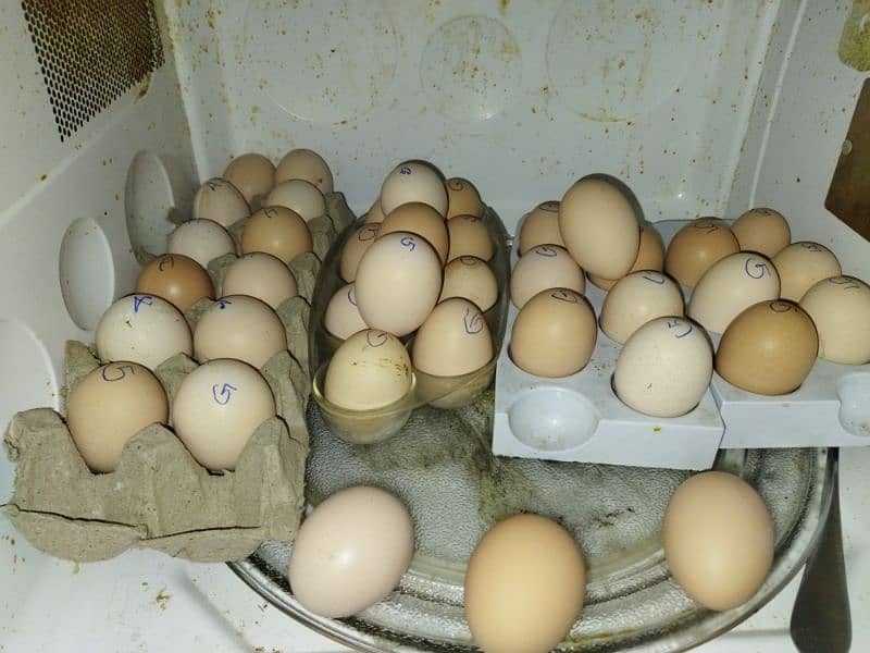 Fertile Eggs white heavy buff 3