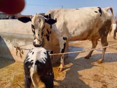 3 cow beautifull bachri with different prices