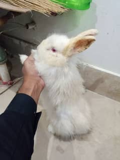Rabbits Angora in Pakistan, Free classifieds in Pakistan | OLX Pakistan