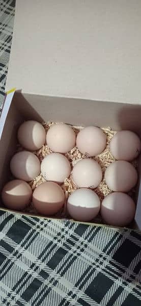 fresh and Fertile eggs 10