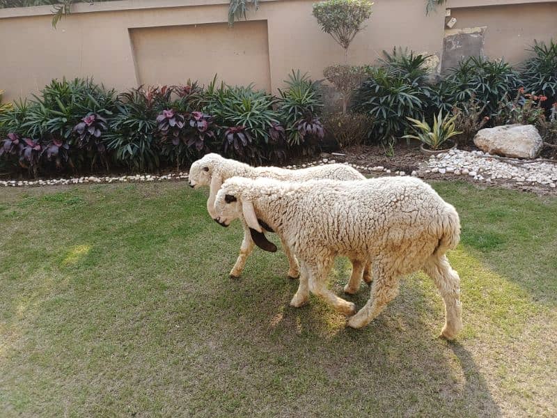 sheep pair (male and female) 3