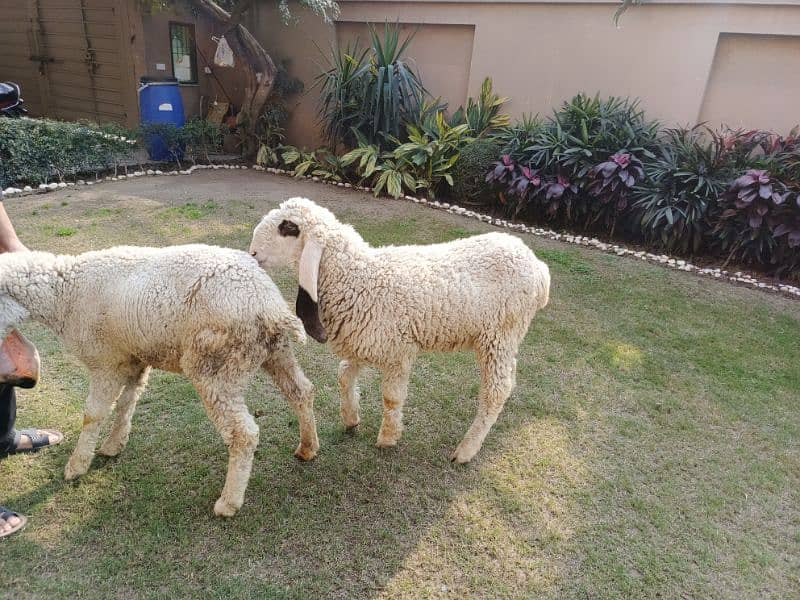 sheep pair (male and female) 4