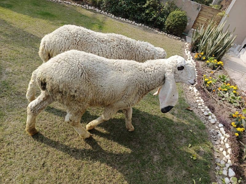 sheep pair (male and female) 5