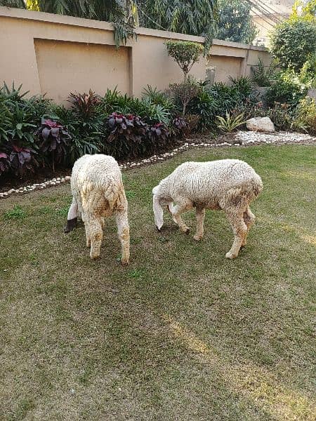 sheep pair (male and female) 6