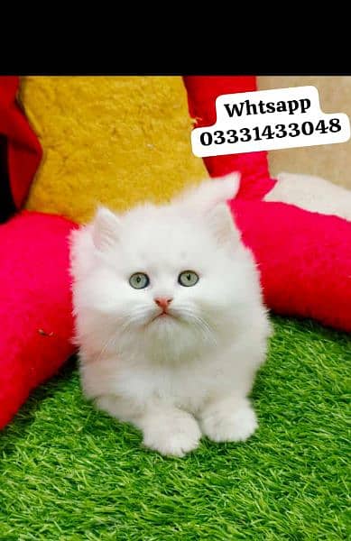 odd eyes white Persian kitten| Triple Coat|semi punch Face Persian cat 6