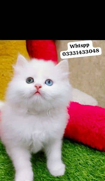 odd eyes white Persian kitten| Triple Coat|semi punch Face Persian cat 5