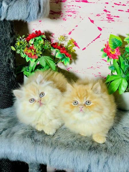 odd eyes white Persian kitten| Triple Coat|semi punch Face Persian cat 9