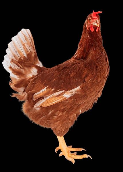Brown Layer F-1 Chicks | Lohman | Eggs | Lohmann | Hen | RIR | Chicken 2