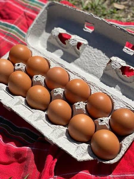 Brown Layer F-1 Chicks | Lohman | Eggs | Lohmann | Hen | RIR | Chicken 3