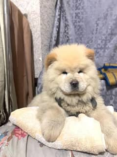 Chow chow shop puppies olx