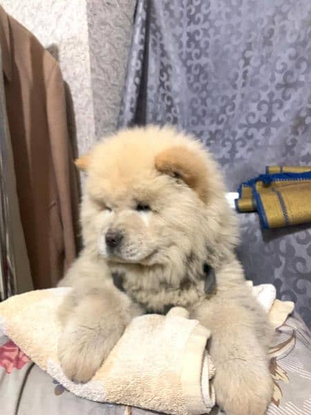 Chow chow puppies available 1