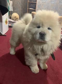 Chow chow puppies available