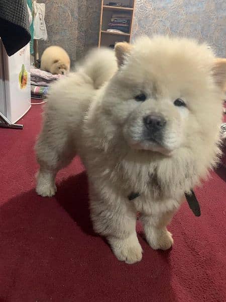 Chow chow puppies available 0