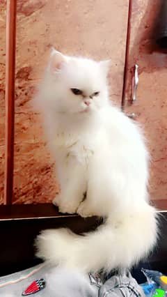 Parshiyan cat