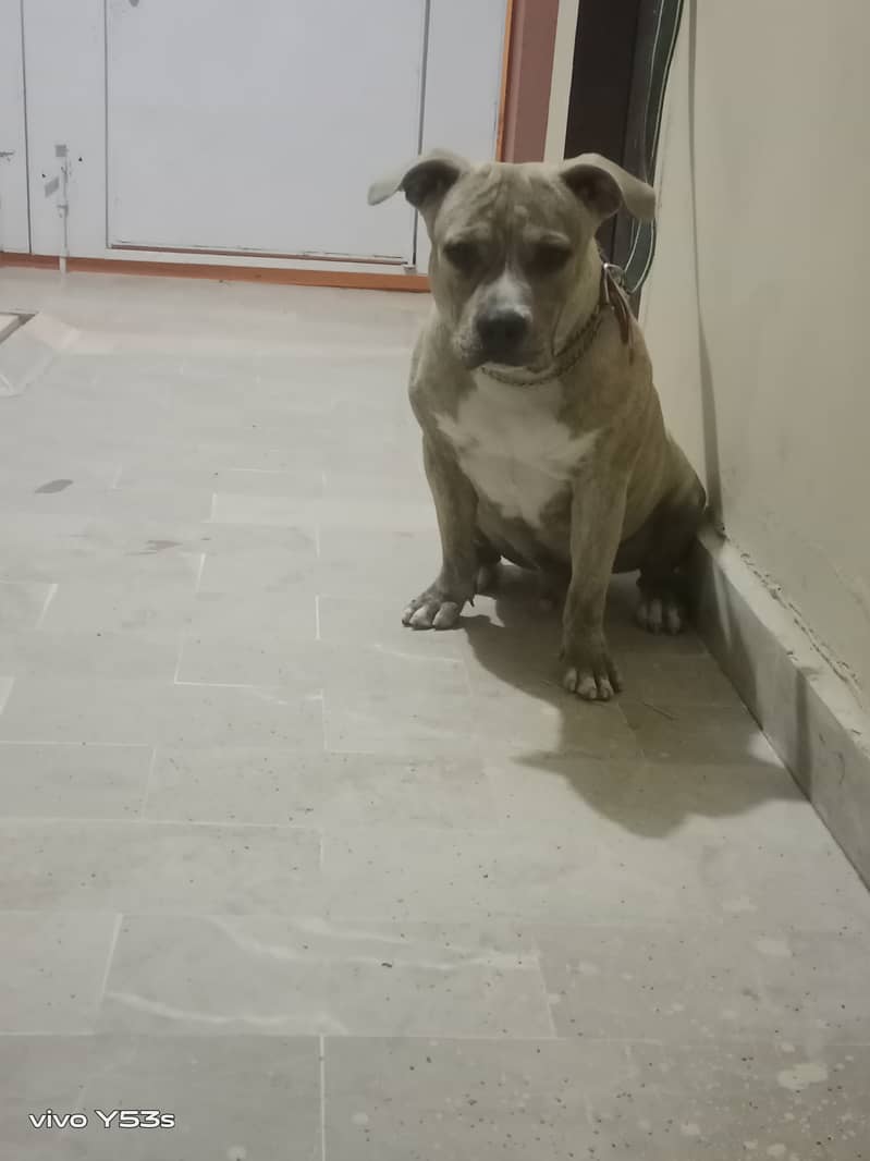 Pitbull rehoming hot sale