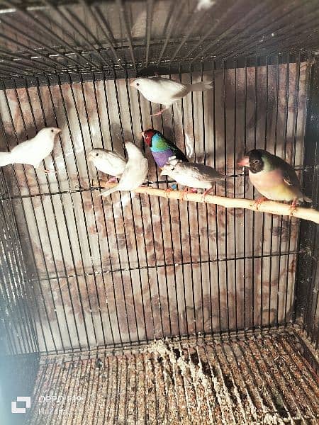 White Banglies And Common Gouldian Finches without cage 1