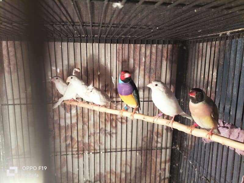 White Banglies And Common Gouldian Finches without cage 2