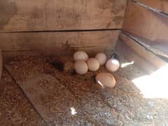 pure austrolop fertile eggs for sale 0