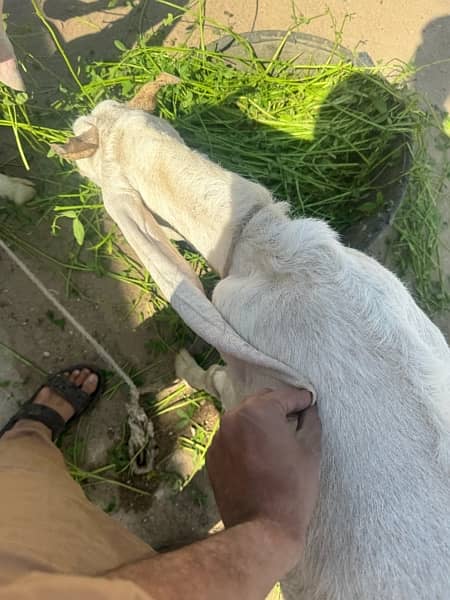 gulabi female goat 2
