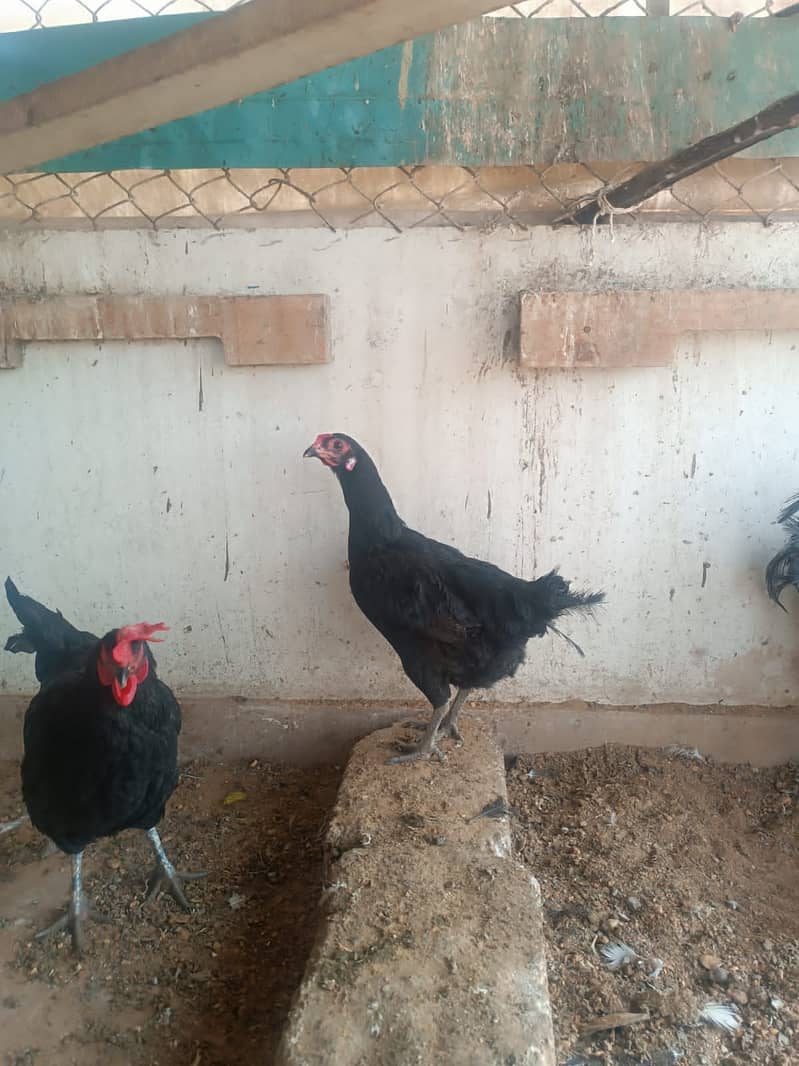 Fancy hens, astrlop pair, bantam pair, Desi hens, organic eggs, pigeon 15