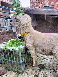 sheep /kajli /mudra /goat for sale / bakra for sale/kajla barka
