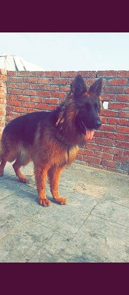 GSDCP Pedigree Male and Female with puppy Long coat 1