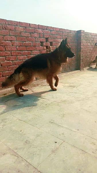 GSDCP Pedigree Male and Female with puppy Long coat 2