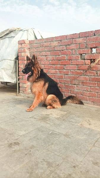 GSDCP Pedigree Male and Female with puppy Long coat 3