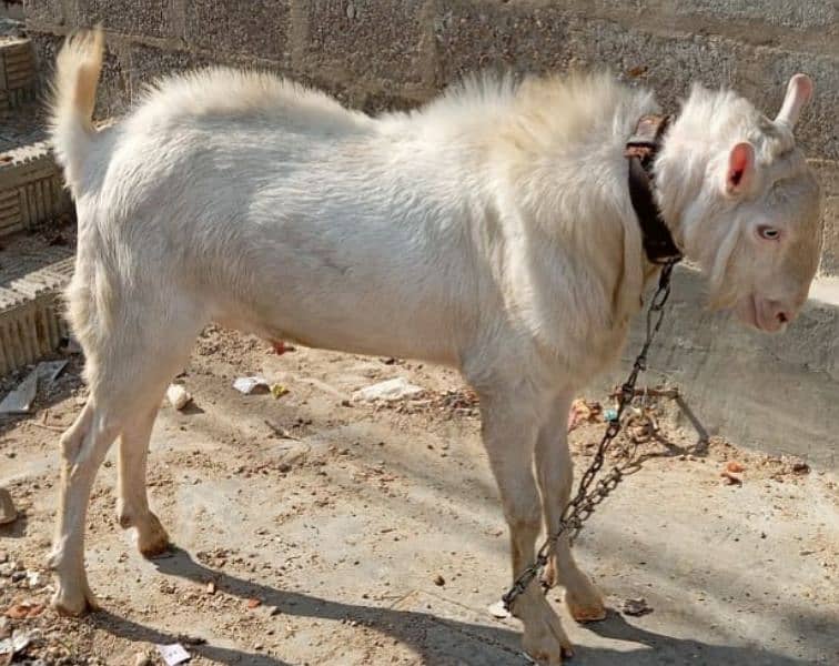 breeder bakra teddy goat 0