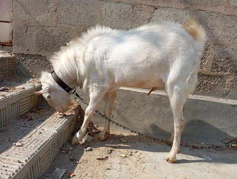 breeder bakra teddy goat 3