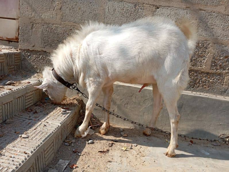 breeder bakra teddy goat 4