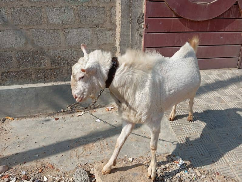 breeder bakra teddy goat 5