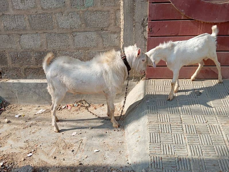 breeder bakra teddy goat 7