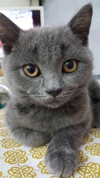 British shorthair cat 0