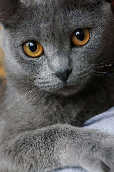 British shorthair cat 1