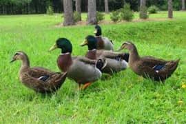 ducks for sale