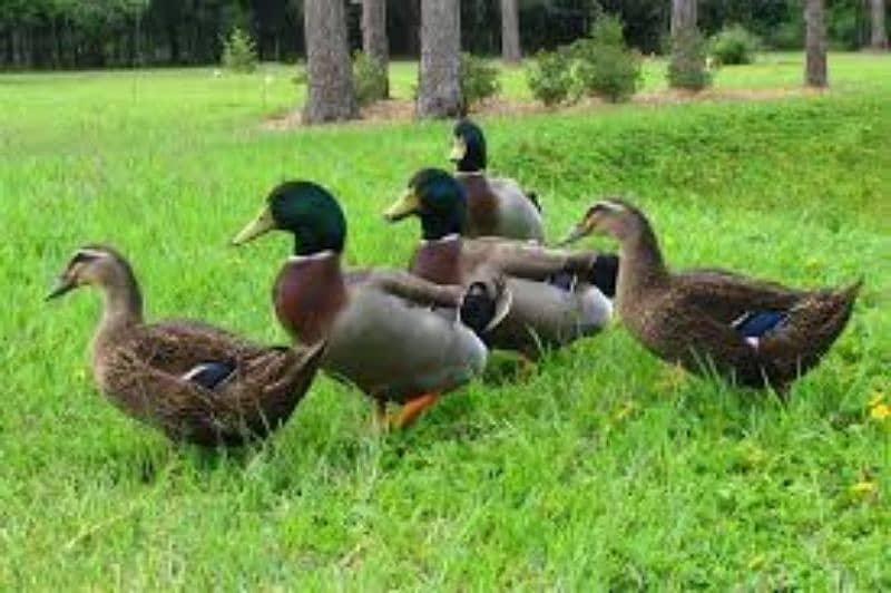 ducks for sale 0