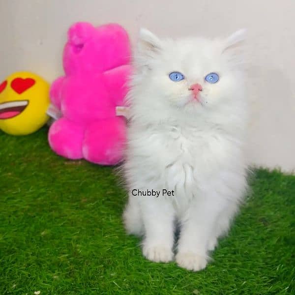 odd eyes white Persian kitten| Triple Coat|semi punch Face Persian cat 7