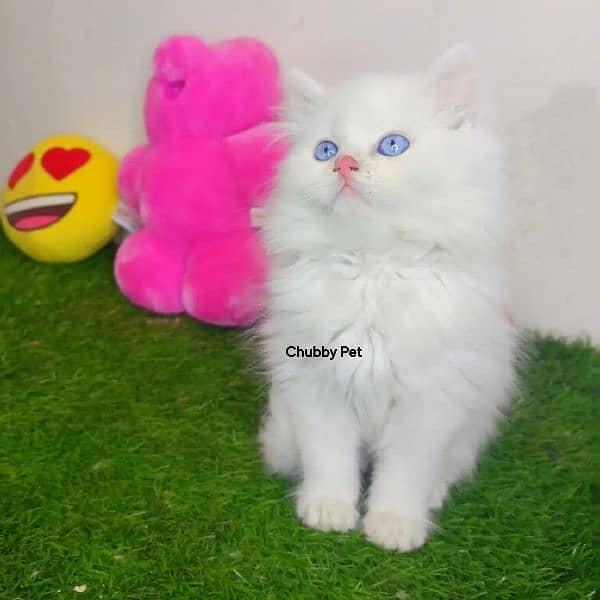 odd eyes white Persian kitten| Triple Coat|semi punch Face Persian cat 8