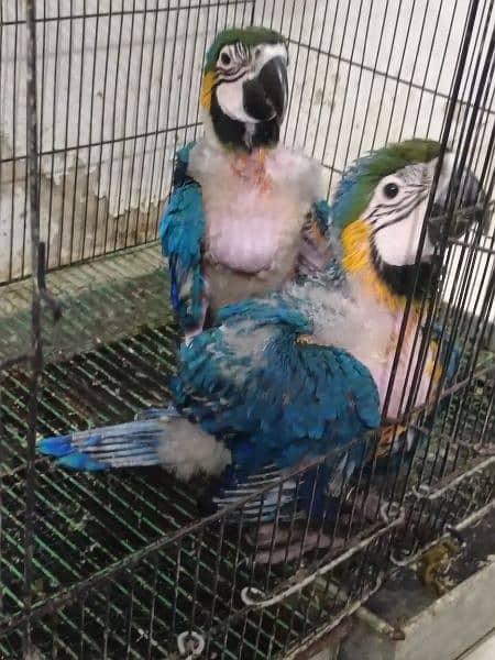 blue n gold macaw  chick kakatoa chick available Karachi breed 5