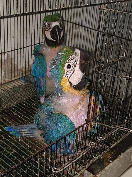 blue n gold macaw  chick kakatoa chick available Karachi breed 6