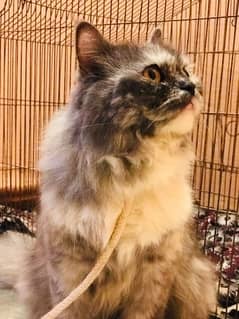 kittens Persian cats   jis ko Leni hai wo rabta Karen argent sale