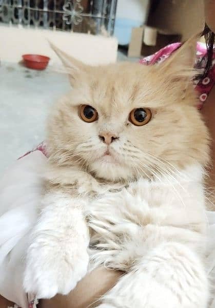 kittens Persian cats   jis ko Leni hai wo rabta Karen argent sale 5