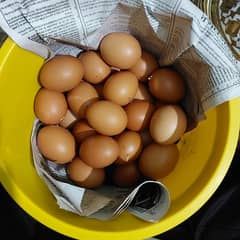 8 Dozen lohman Brown Eggs For sale pure Organic 0