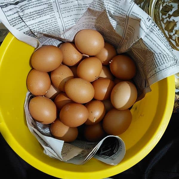 8 Dozen lohman Brown Eggs For sale pure Organic 1