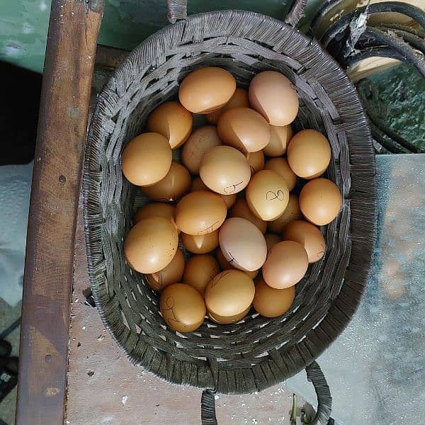 8 Dozen lohman Brown Eggs For sale pure Organic 2