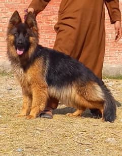 Long coat female german shepherd hot sale for sale