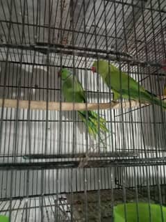 breeder pair green parrots