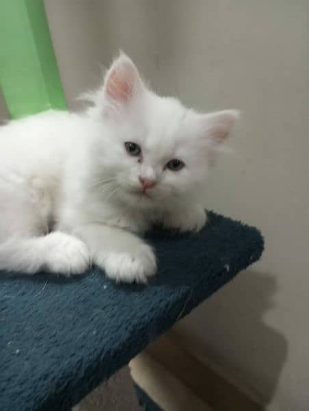 Persian Kitten for sale 0